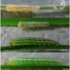 coen arcania larva1 volg2